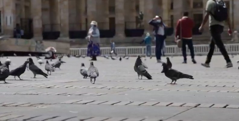 Palomas Palomas