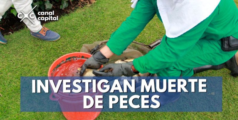 peces peces