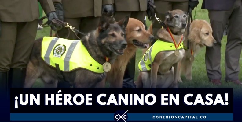 perrito perrito