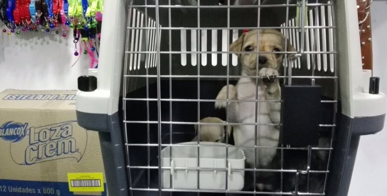 perrito perrito