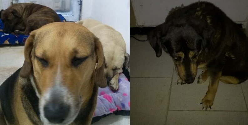 Perritos Perritos