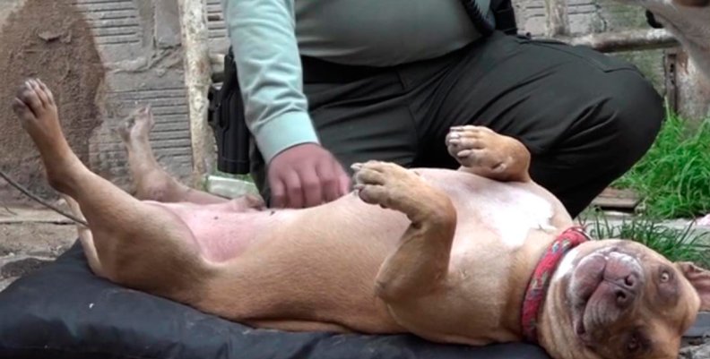 Perro Perro