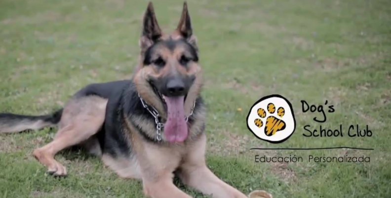 PERRO PERRO