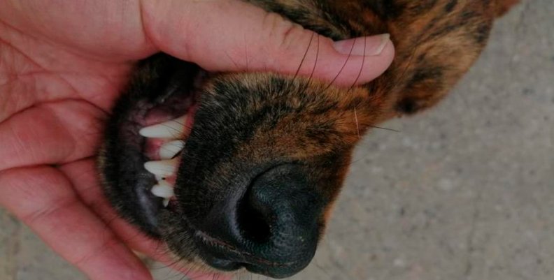 Perro Perro