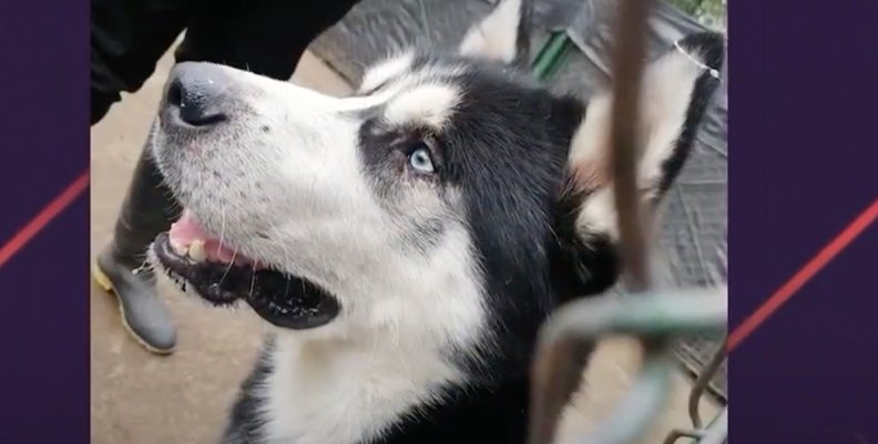Perro Perro