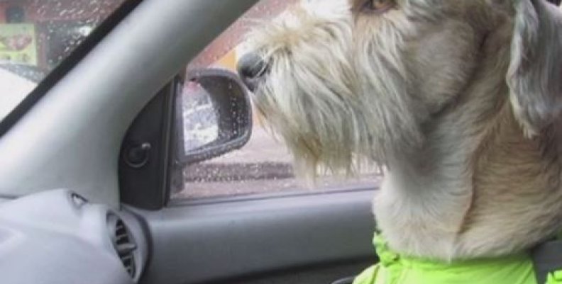 perro perro