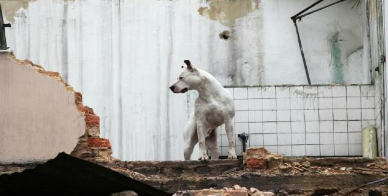 perro perro