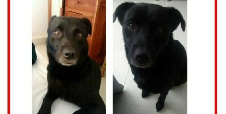 Perro perdido en Soacha Perro perdido en Soacha