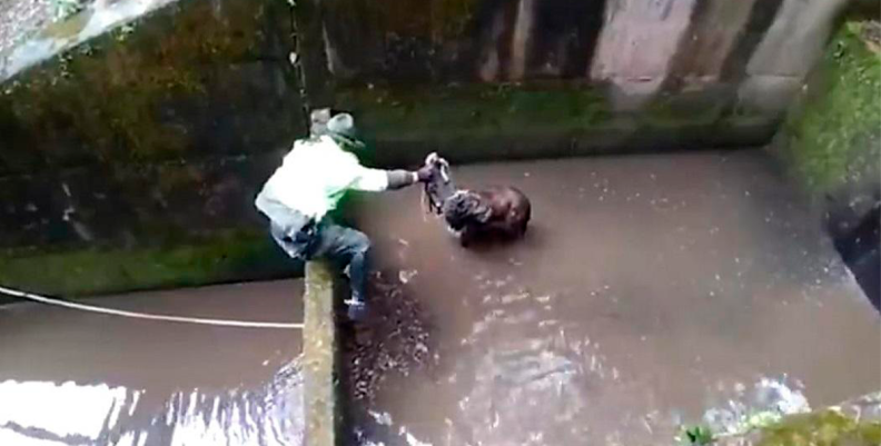 PERRO RESCATE PERRO RESCATE