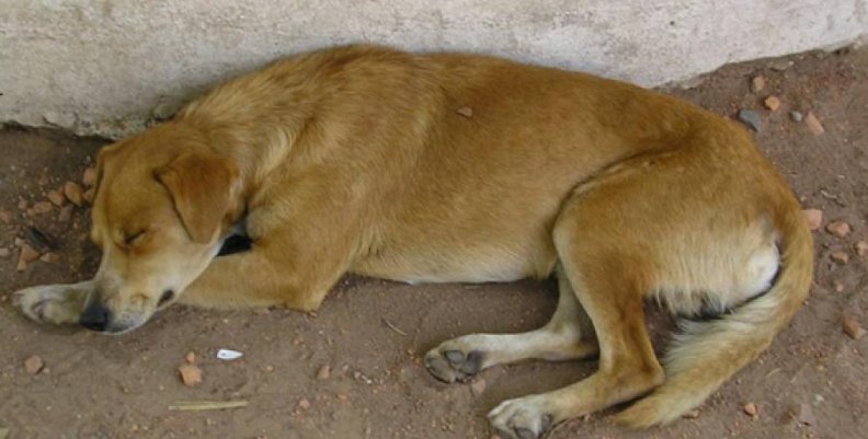 perro_0 perro_0
