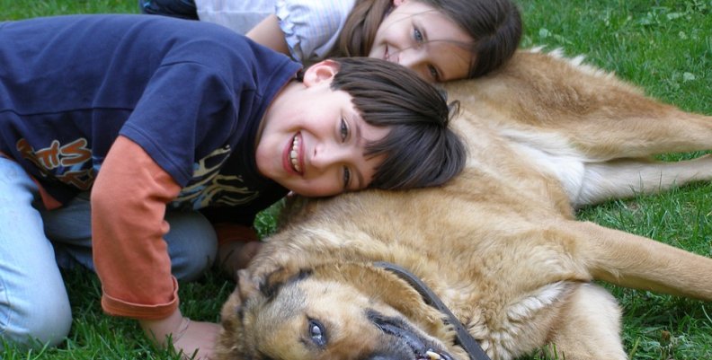 perros (1) perros (1)