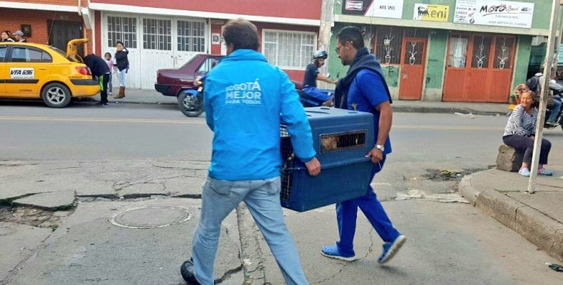 En una semana se pueden rescatar y tratar animales de todo tipo en la ciudad En una semana se pueden rescatar y tratar animales de todo tipo en la ciudad