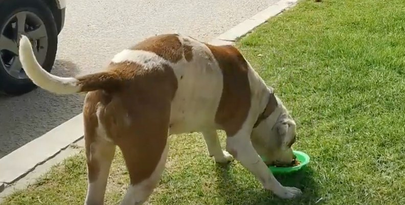 Perros Perros
