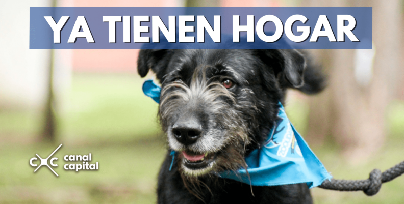 perros-hogas-min perros-hogas-min