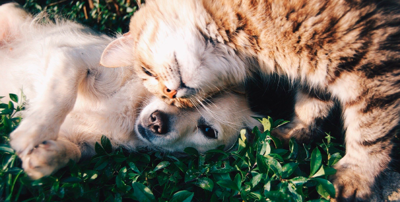 PERROS Y GATOS PERROS Y GATOS
