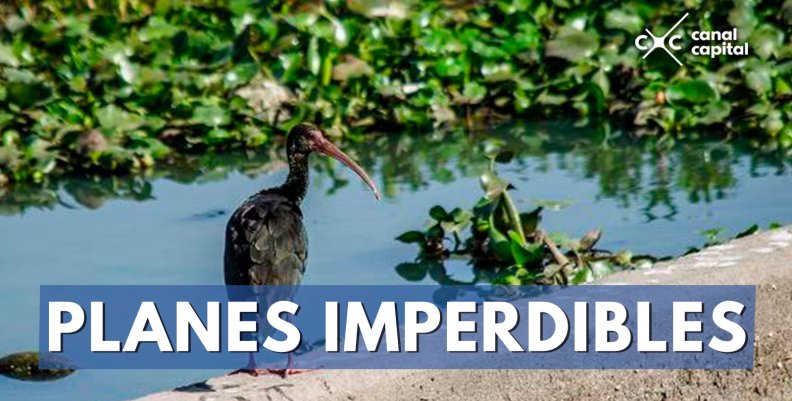 PLANES-IMPERDIBLES PLANES-IMPERDIBLES