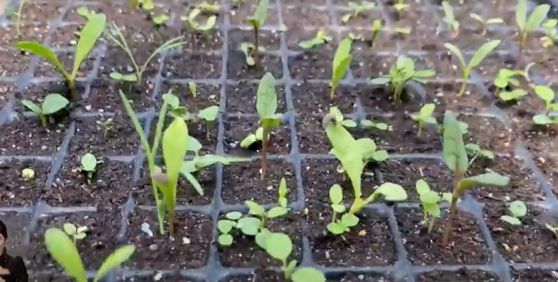 Plantas Plantas