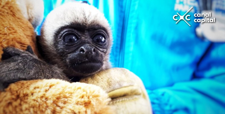 Autoridades rescatan un primate y siete aves silvestres en Bogotá Autoridades rescatan un primate y siete aves silvestres en Bogotá