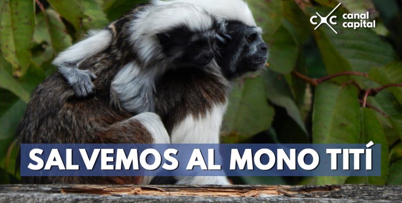 Colombia declaró nueva área protegida para preservar al mono Tití Colombia declaró nueva área protegida para preservar al mono Tití