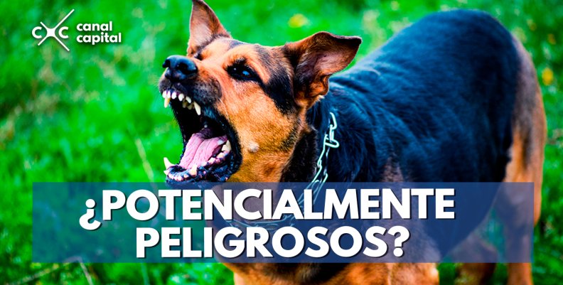 ¿Potencialmente-peligrosos- ¿Potencialmente-peligrosos-