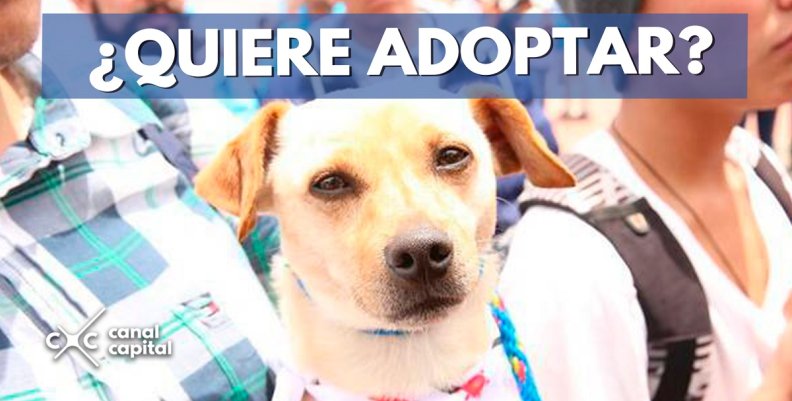 ¿QUIERE-ADOPTAR- ¿QUIERE-ADOPTAR-