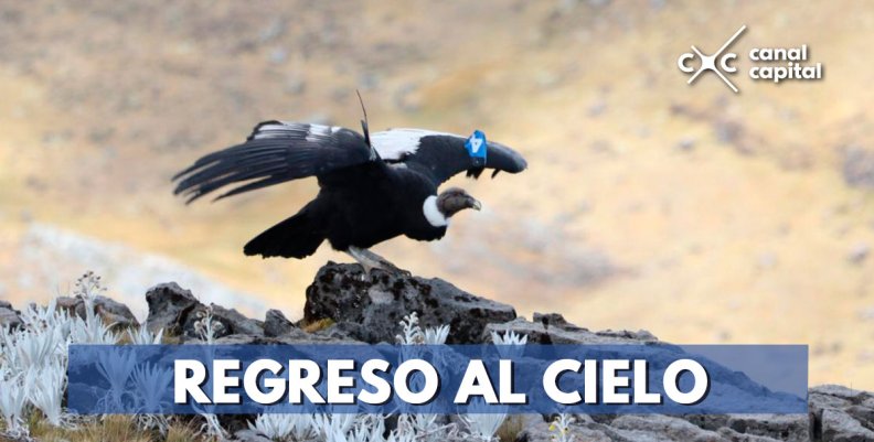REGRESO-AL-CIELO REGRESO-AL-CIELO