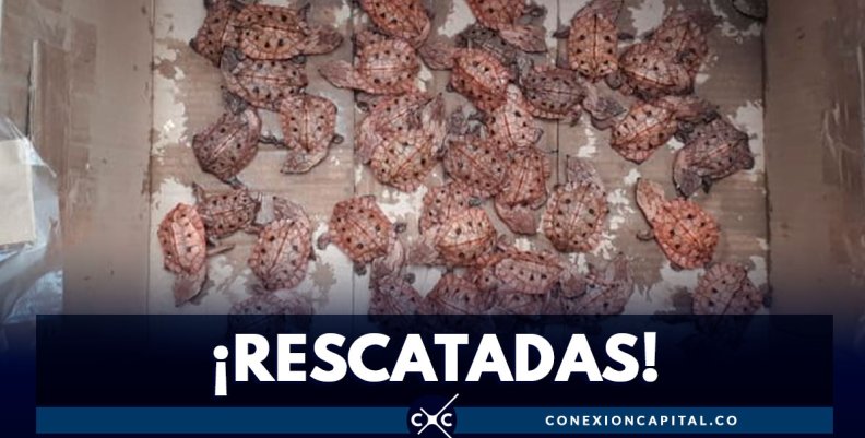 1.359 tortugas bebés fueron rescatadas en el aeropuerto El Dorado 1.359 tortugas bebés fueron rescatadas en el aeropuerto El Dorado