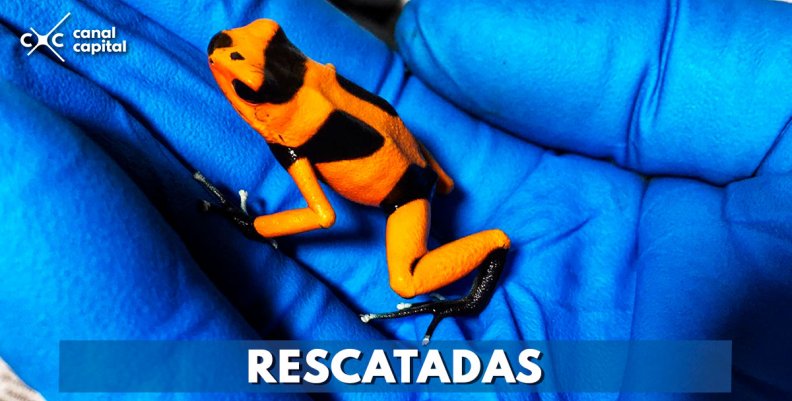 RESCATADAS RESCATADAS