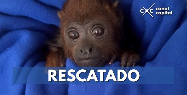 rescatado rescatado
