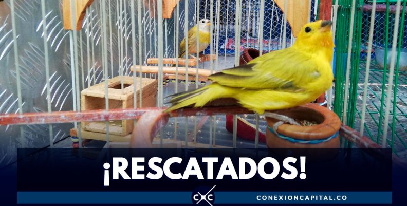 animales rescatados animales rescatados