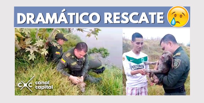 rescate-milo rescate-milo