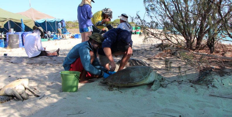 Scientists conduct turtle sampling in the Howick group of islands on the Great Barrier Reef Scientists conduct turtle sampling in the Howick group of islands on the Great Barrier Reef