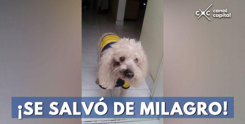 mascota-se-salva-de-morir mascota-se-salva-de-morir