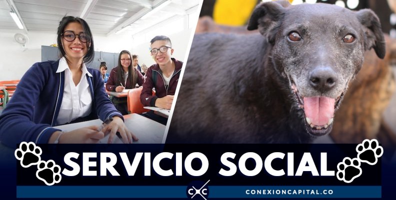 Servicio social se podrá prestar en el Instituto de Protección Animal Servicio social se podrá prestar en el Instituto de Protección Animal