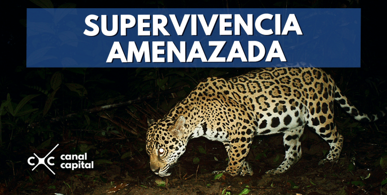 super-min super-min