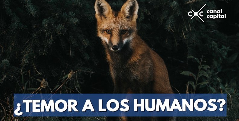 ¿TEMOR-A-LOS-HUMANOS-- ¿TEMOR-A-LOS-HUMANOS--