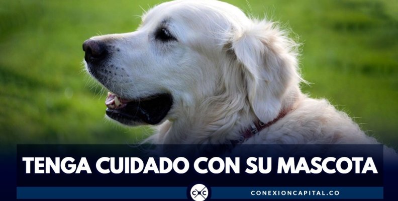 TENGA CUIDADO CON SU MASCOTA