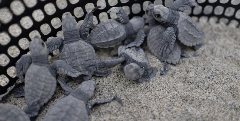 Tortugas Tortugas