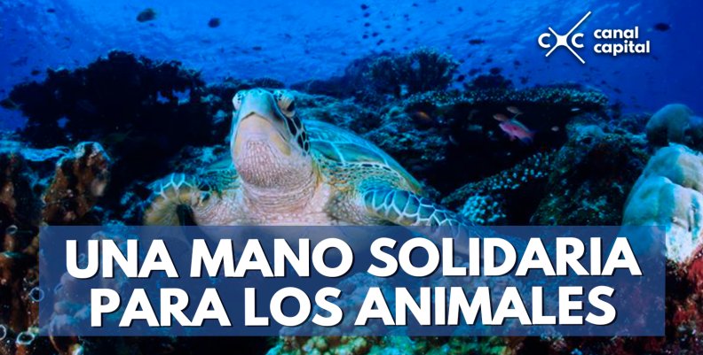 tortuga carey tortuga carey