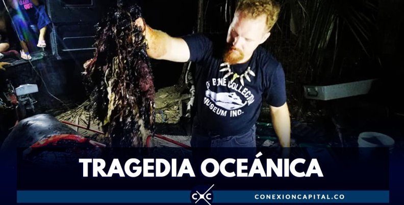 Encuentran 40 kilos de plástico en el estómago de ballena muerta Encuentran 40 kilos de plástico en el estómago de ballena muerta
