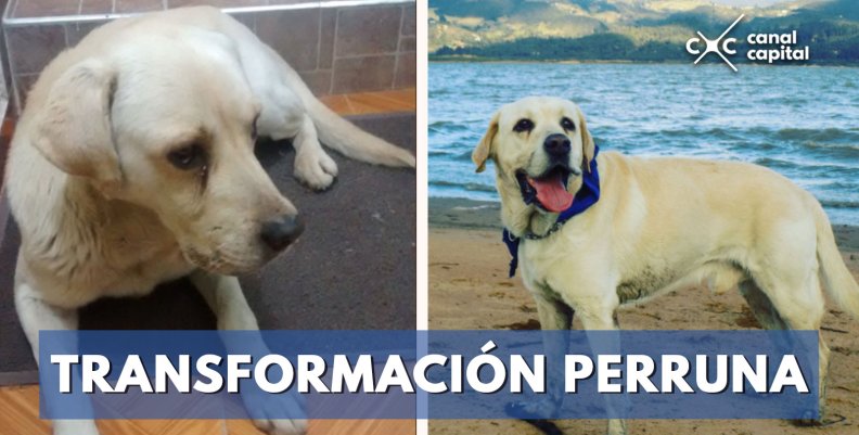 Transformación-perruna Transformación-perruna