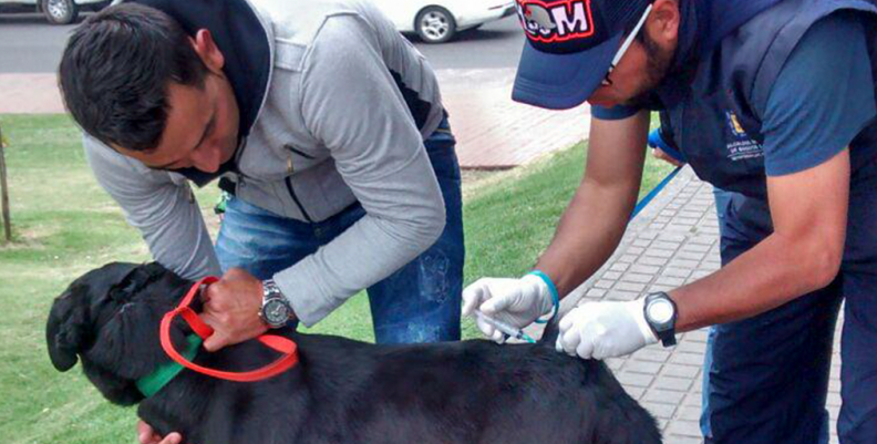 vacunación mascotas rabia vacunación mascotas rabia