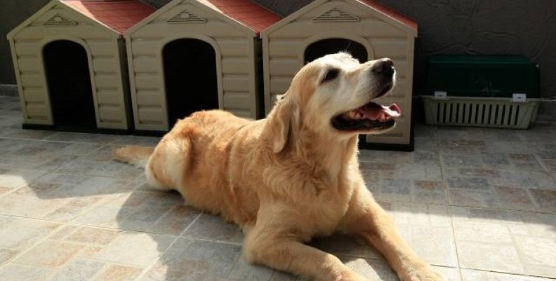 Gran jornada de vacunación para perros y gatos Gran jornada de vacunación para perros y gatos