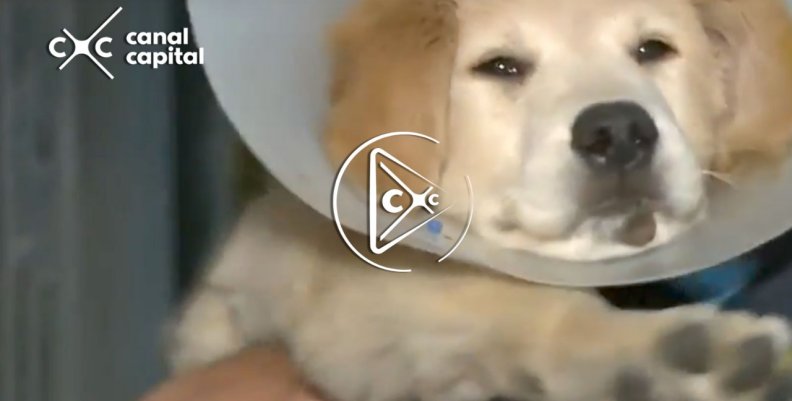 Mascota herida con ácido Mascota herida con ácido