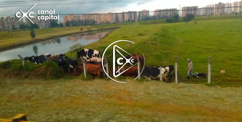 vacas vacas