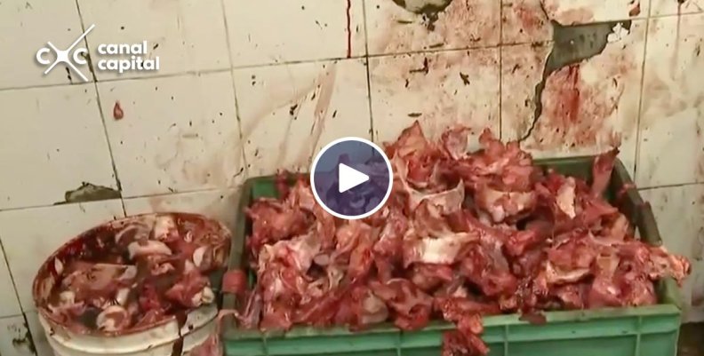 carne carne