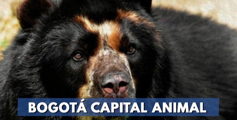 Oso de anteojos Oso de anteojos