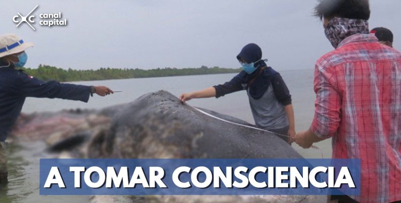 ballena-muerta-basura ballena-muerta-basura