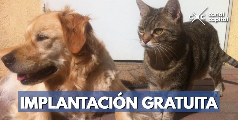 implantacion-microchip-mascota implantacion-microchip-mascota