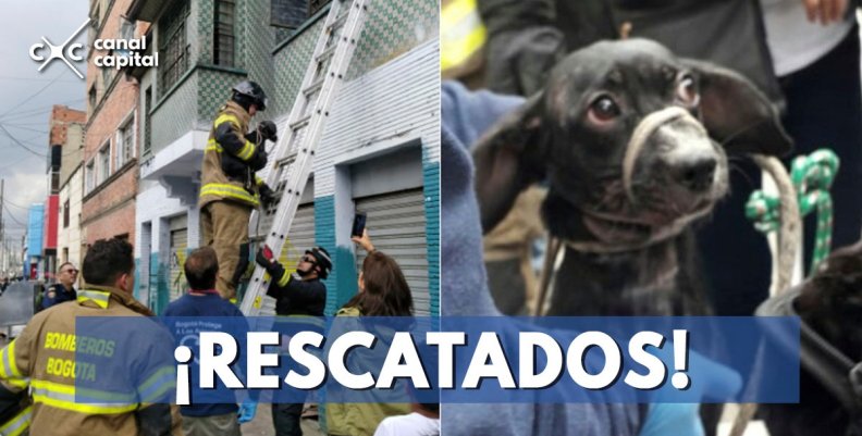 perritos-rescatados perritos-rescatados